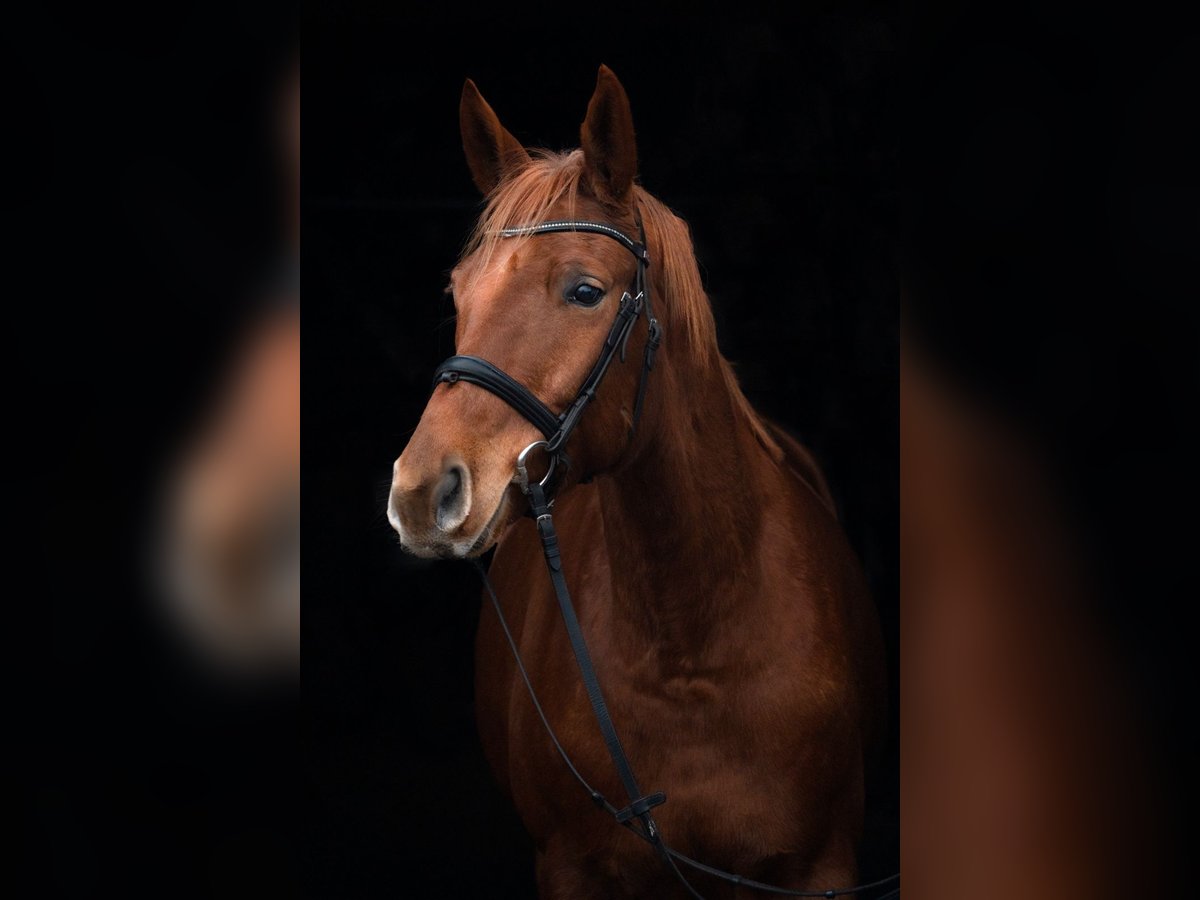 Trakehner Gelding 7 years 16,1 hh Chestnut-Red in Sperenberg