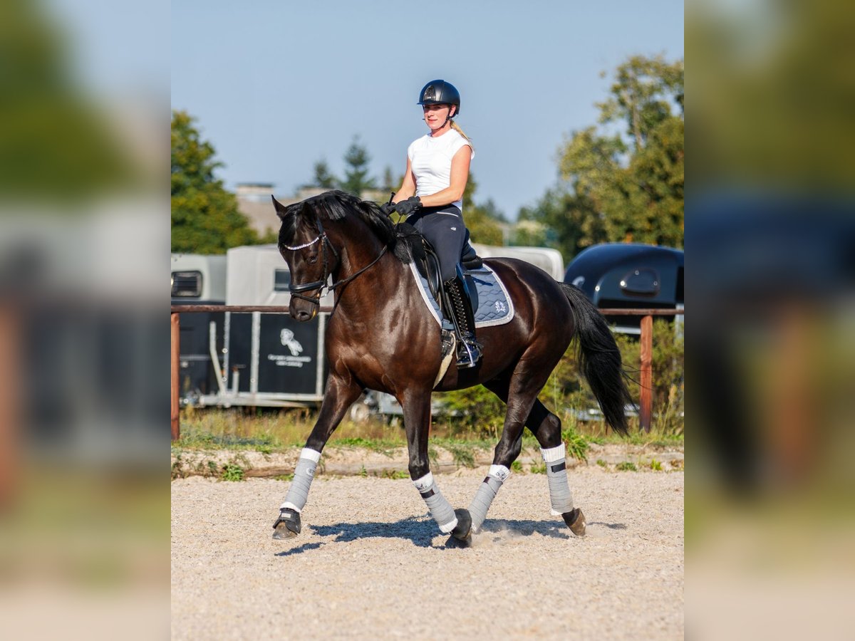 Trakehner Gelding 7 years 16,2 hh Smoky-Black in Kremmen