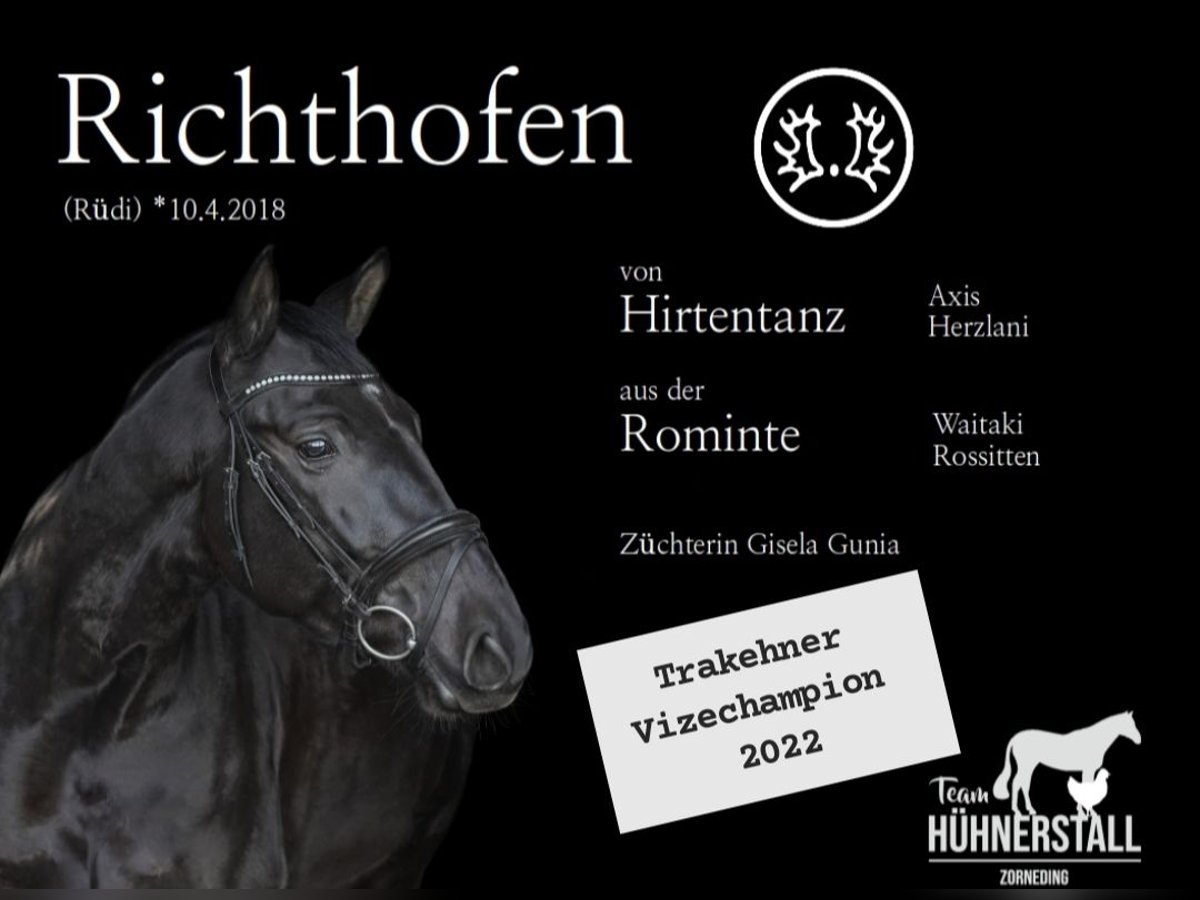 Trakehner Gelding 7 years 16,3 hh Bay-Dark in Zorneding