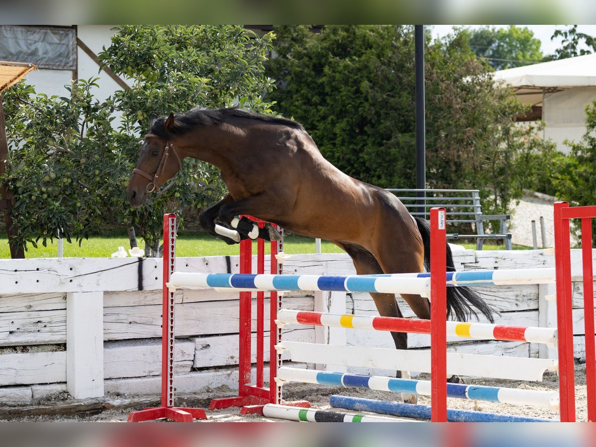 Trakehner Gelding 8 years 16,1 hh Smoky-Black in &#1054;&#1087;&#1080;&#1094;&#1074;&#1077;&#1090; / Opicvet