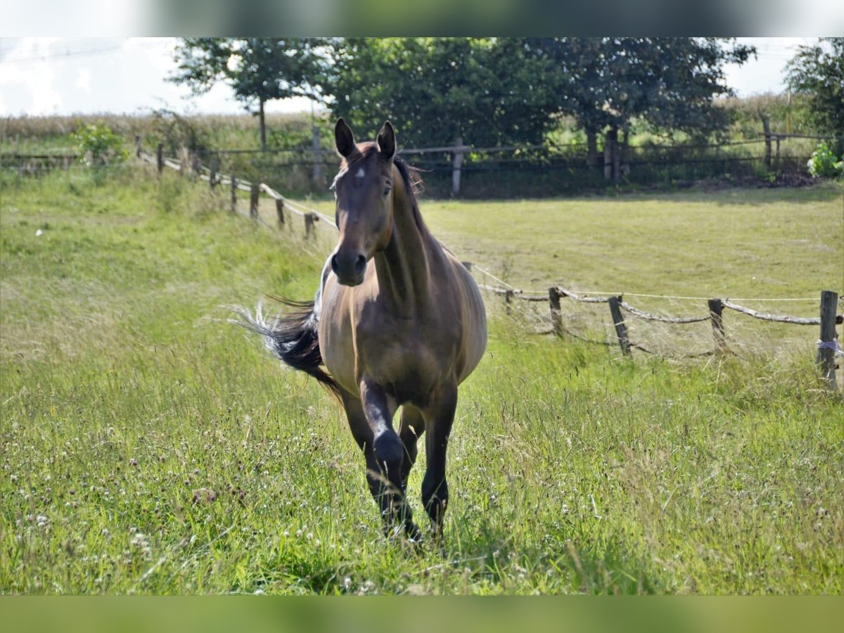 Trakehner Gelding 8 years 16,3 hh Brown in Wartenberg