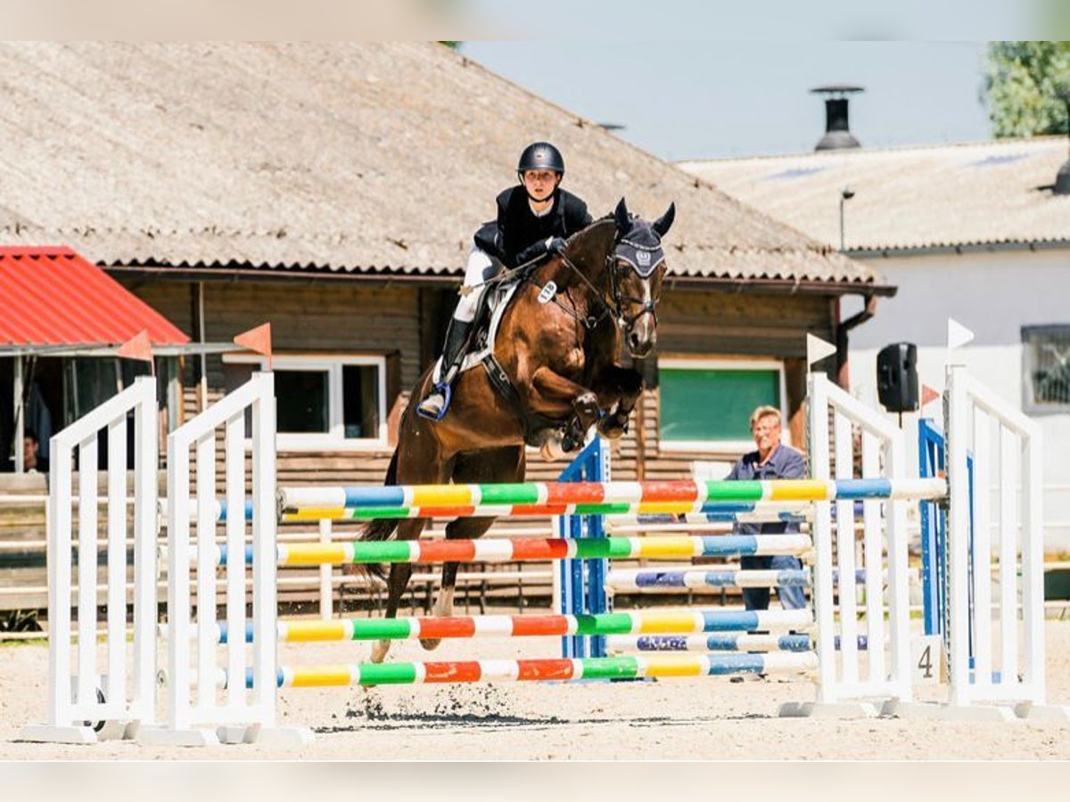 Trakehner Gelding 9 years 16 hh Chestnut in Löwenberger Land