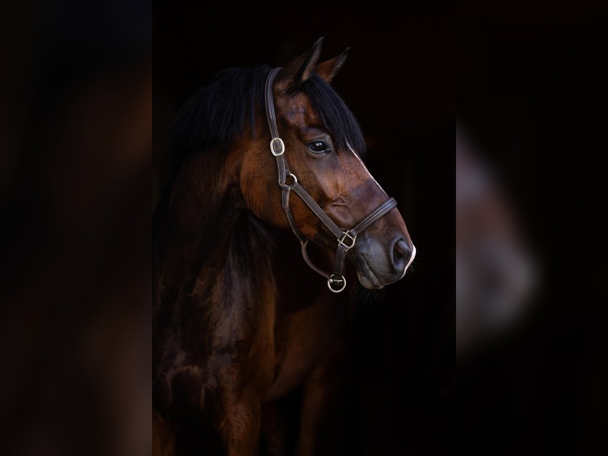 Trakehner Gelding 9 years 16,2 hh Bay-Dark in Borchen