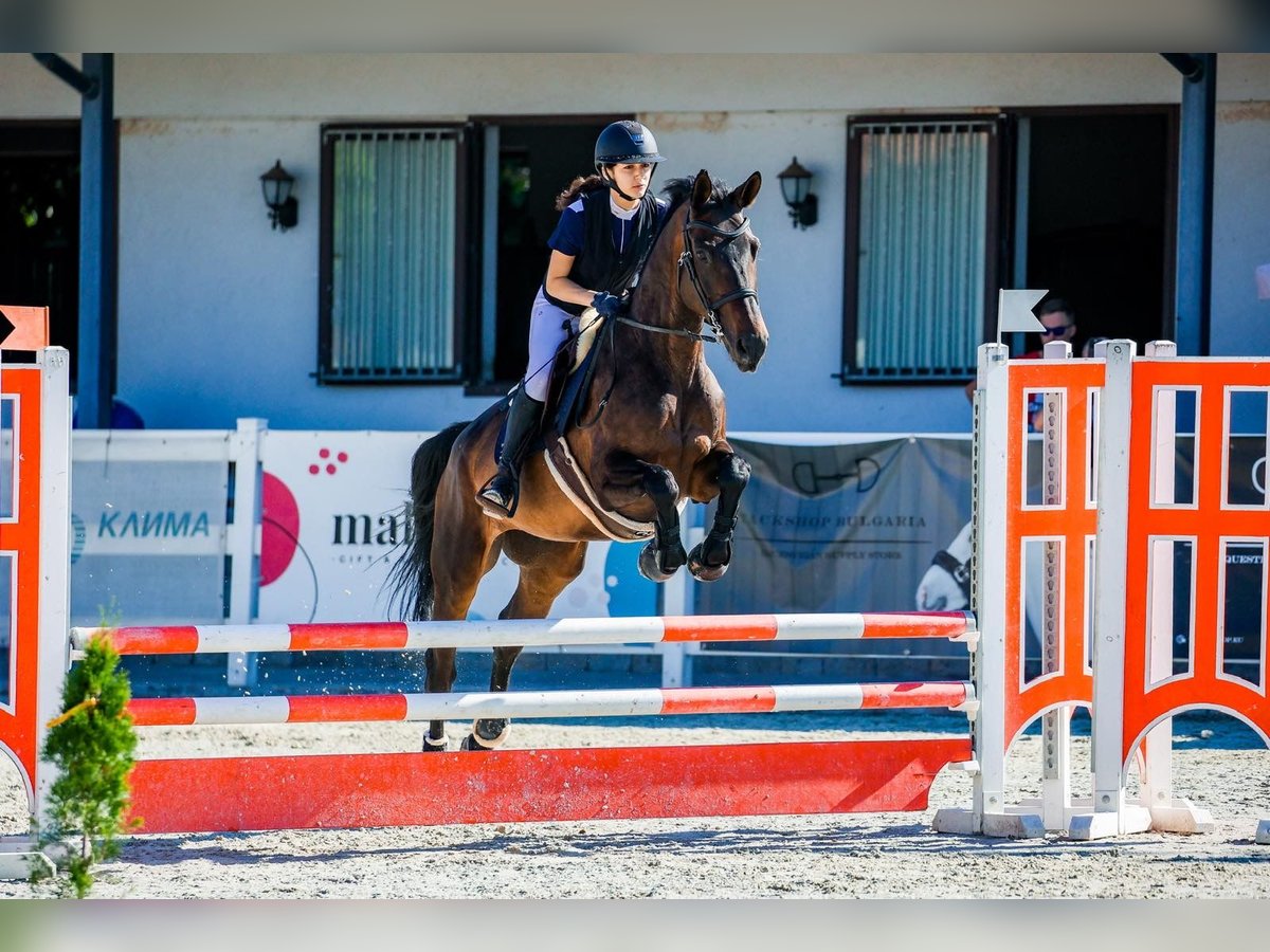 Trakehner Giumenta 10 Anni 168 cm Baio scuro in Sofia