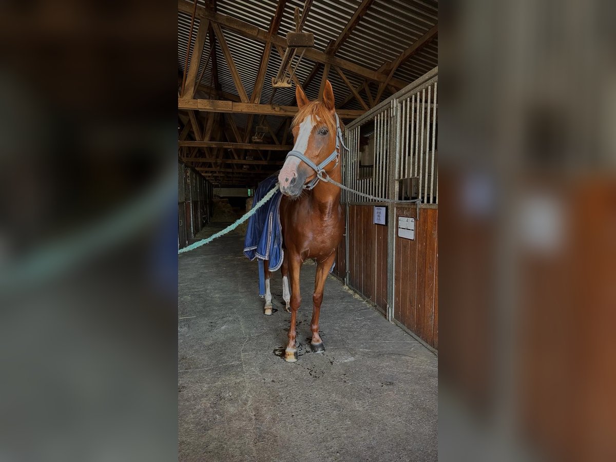 Trakehner Giumenta 10 Anni Sauro in Dresden