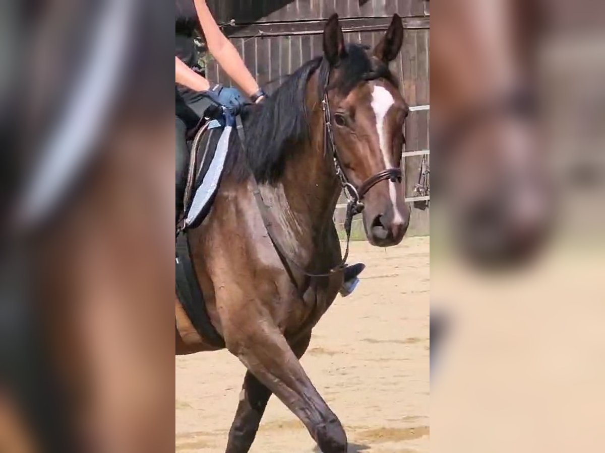 Trakehner Giumenta 11 Anni 163 cm Baio scuro in Hebertsfelden