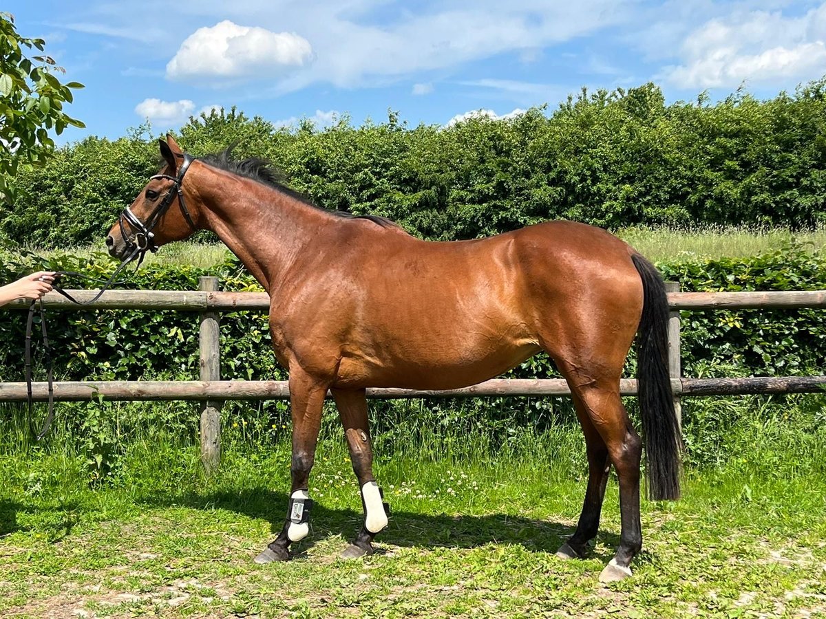 Trakehner Giumenta 13 Anni 163 cm Baio in Nümbrecht