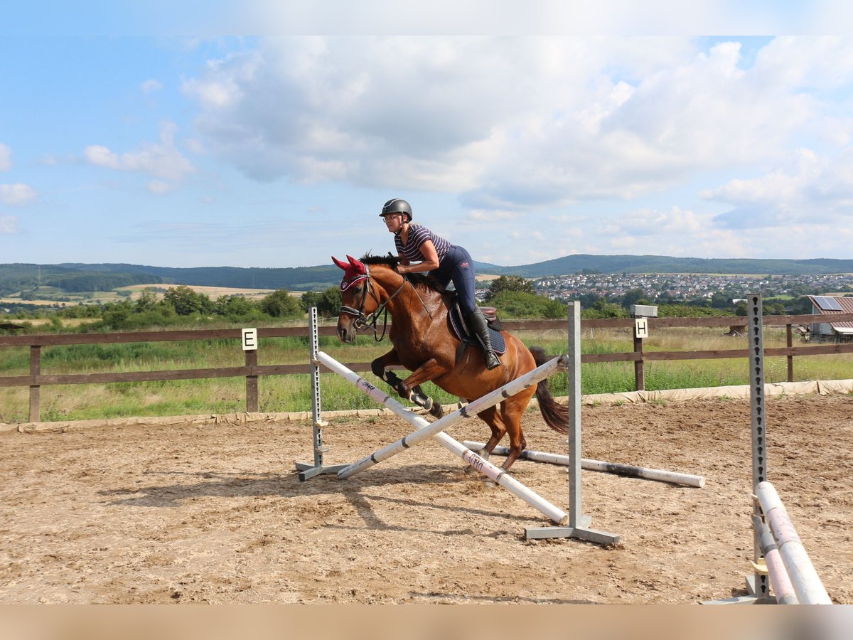 Trakehner Mix Giumenta 14 Anni 155 cm Baio in Wetzlar