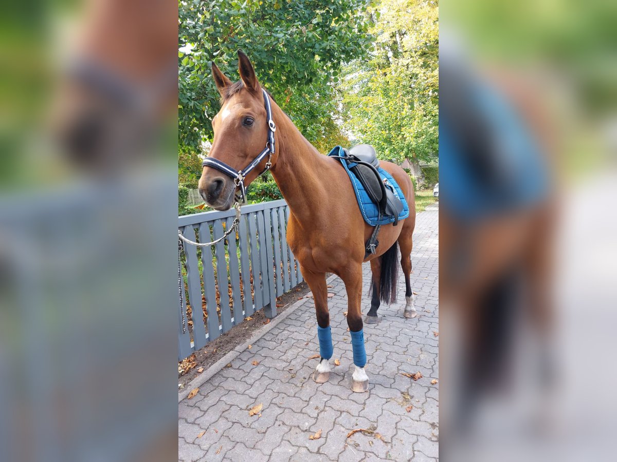 Trakehner Giumenta 15 Anni 156 cm Baio in Ratekau