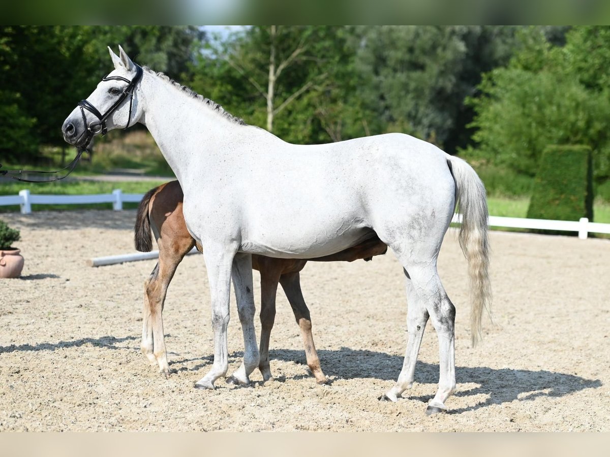 Trakehner Giumenta 15 Anni 166 cm Grigio in Nottuln