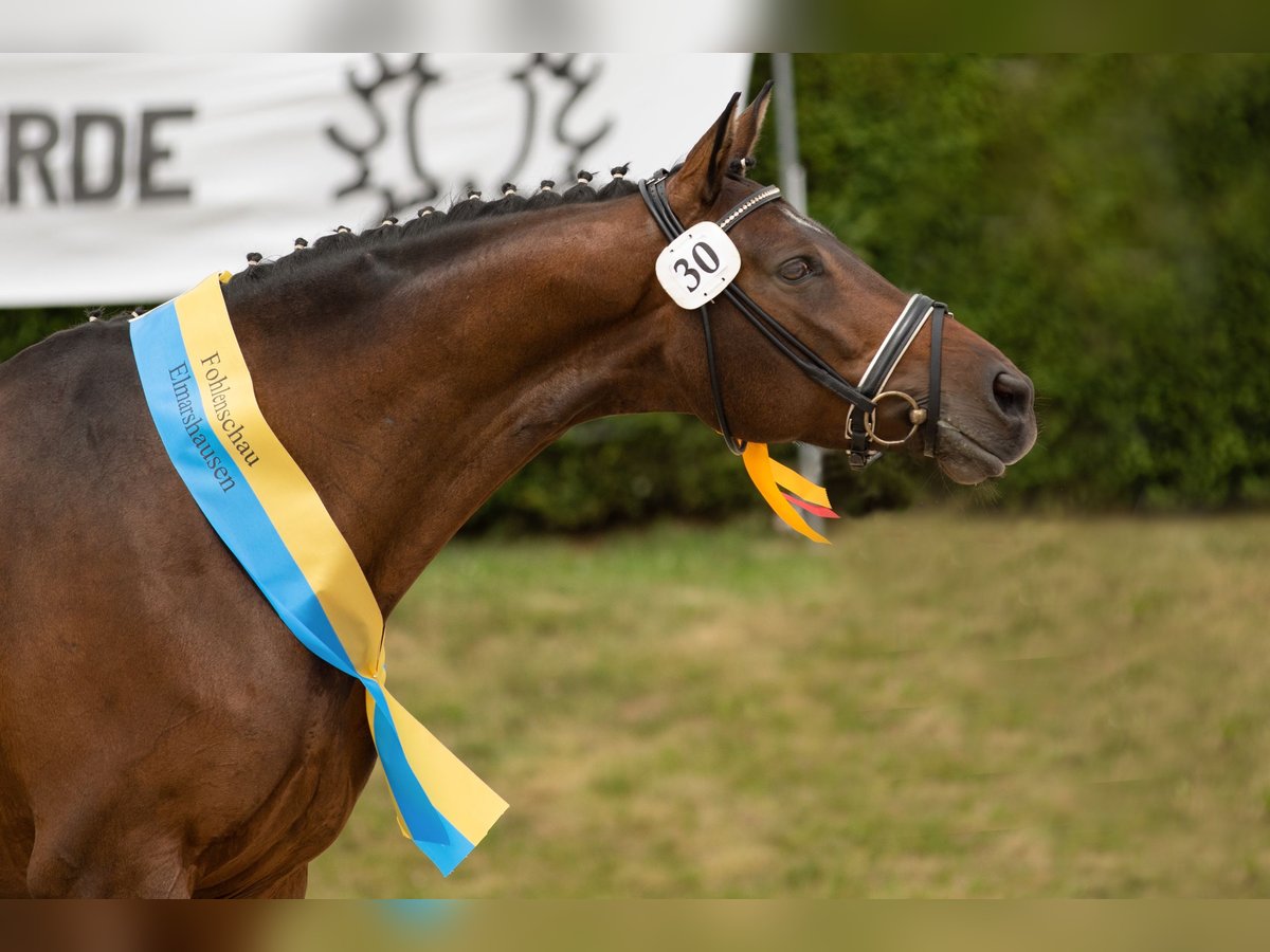 Trakehner Giumenta 15 Anni 168 cm Baio in Wolfhagen