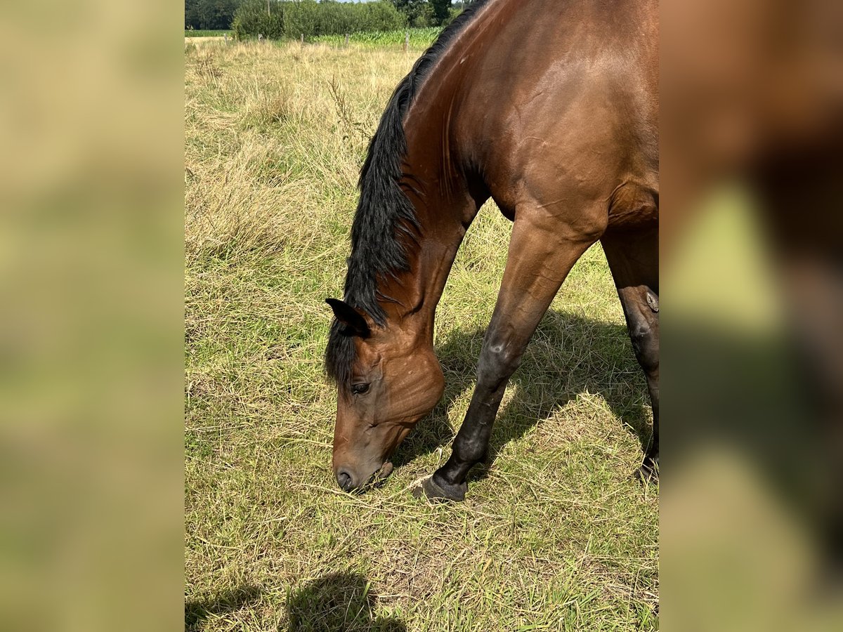 Trakehner Giumenta 15 Anni Baio in Essen