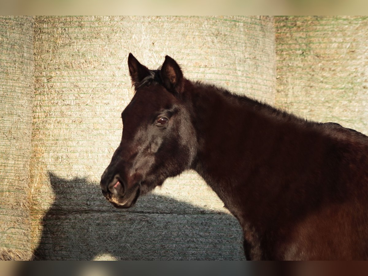 Trakehner Giumenta 16 Anni 162 cm Baio nero in Aytos