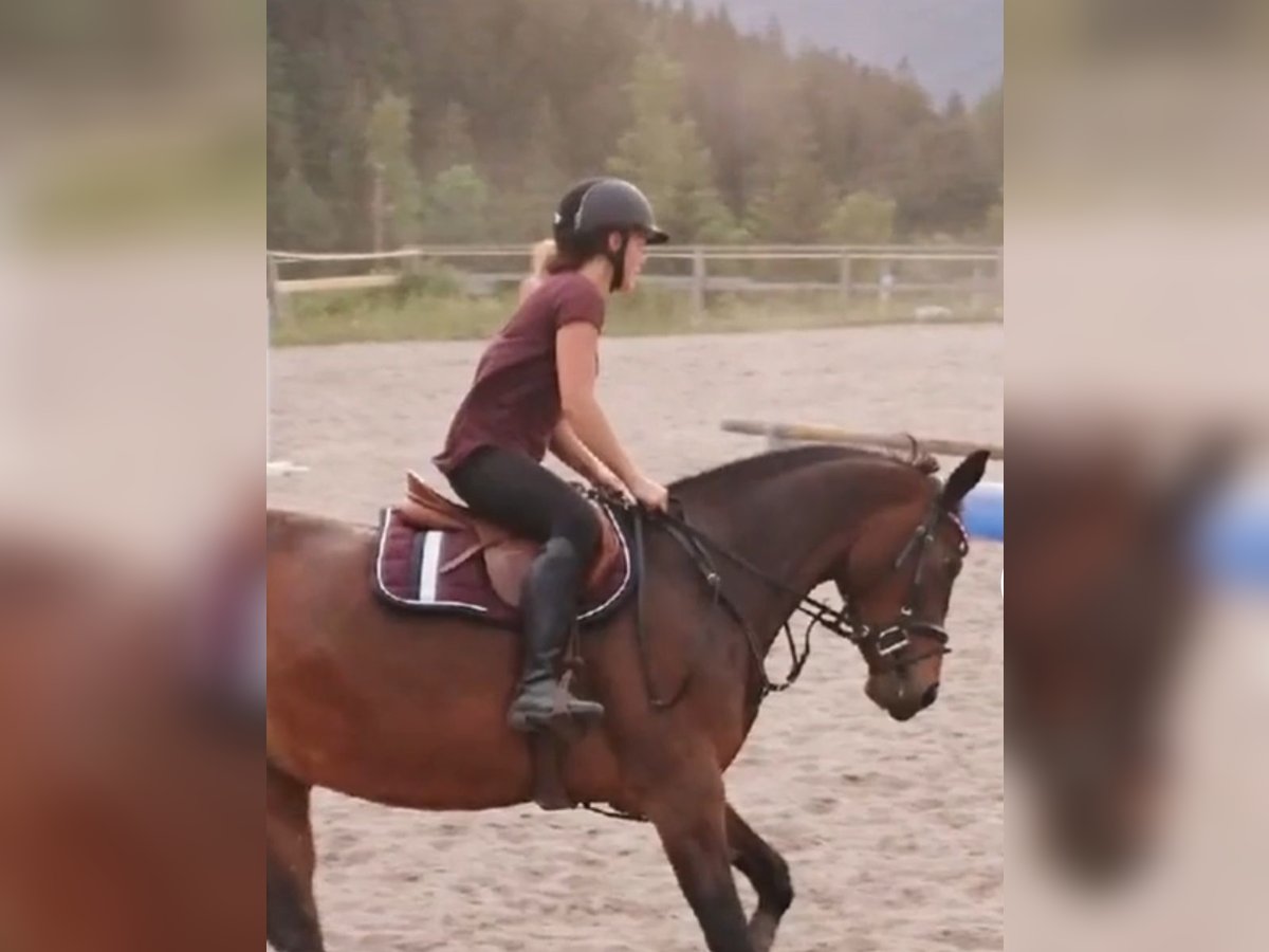 Trakehner Giumenta 16 Anni 163 cm Baio in Altenmarkt im Pongau