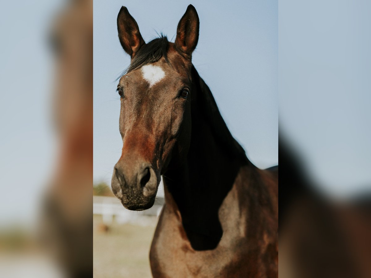 Trakehner Giumenta 16 Anni 171 cm Baio in Gleisdorf