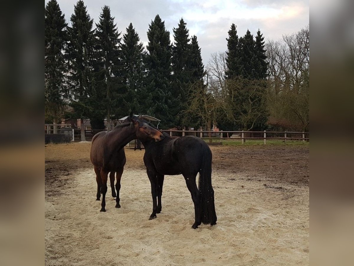 Trakehner Giumenta 18 Anni 169 cm in Gelsenkirchen