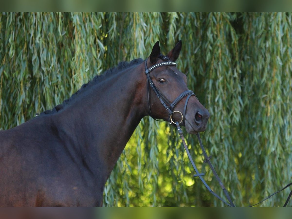 Trakehner Giumenta 19 Anni 163 cm Baio scuro in Hünxe