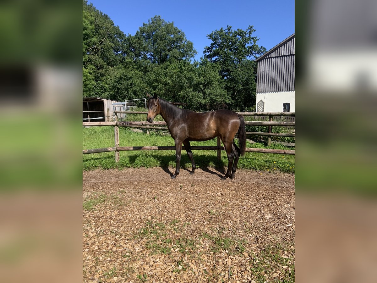 Trakehner Giumenta 1 Anno 168 cm Baio scuro in SelkSelk