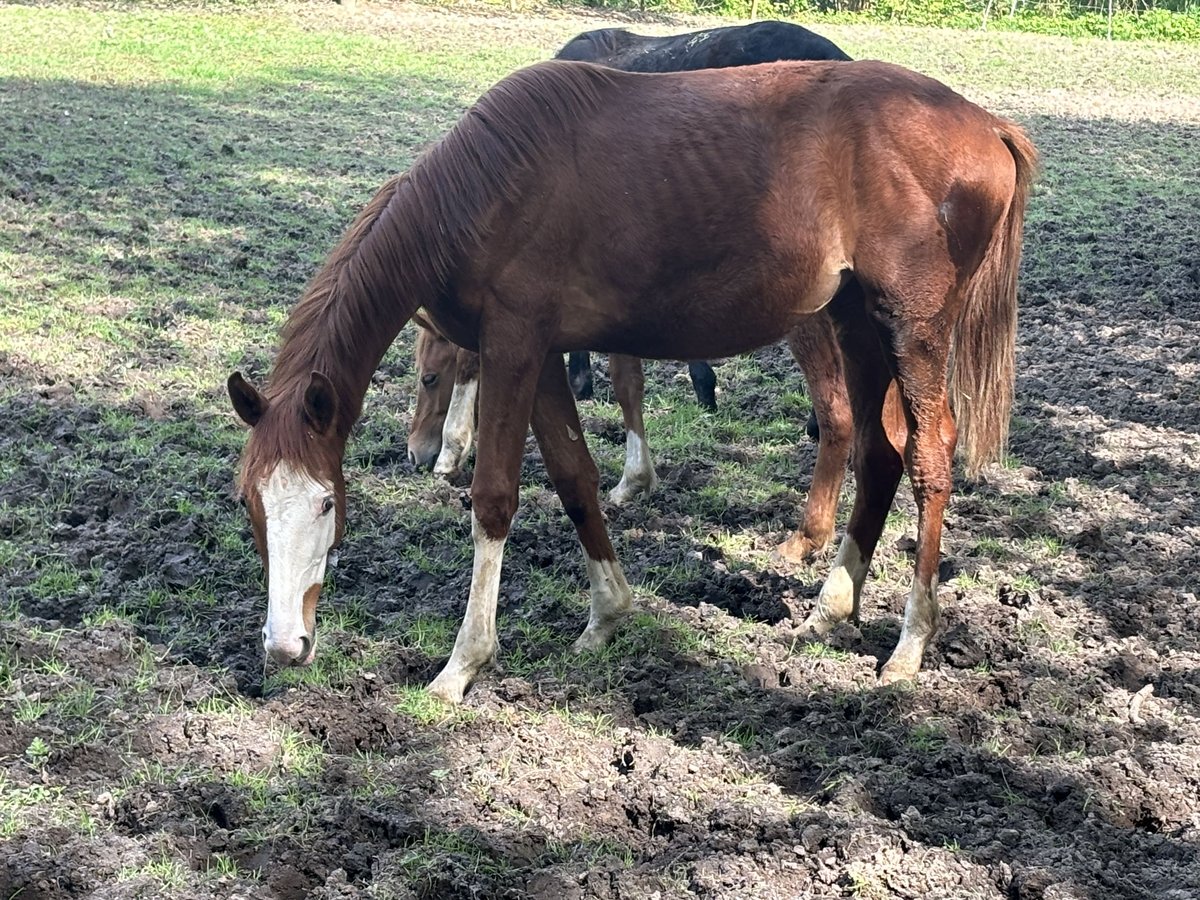 Trakehner Giumenta 1 Anno 168 cm Sauro in Nümbrecht