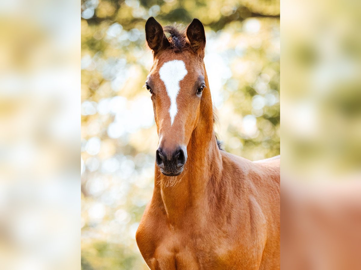 Trakehner Giumenta 1 Anno 170 cm Baio in Burgstädt