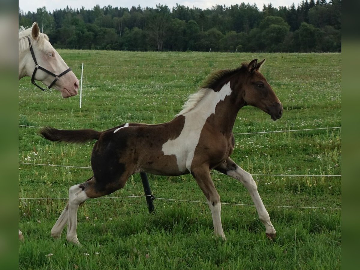 Trakehner Giumenta 1 Anno 170 cm Pezzato in Ruila