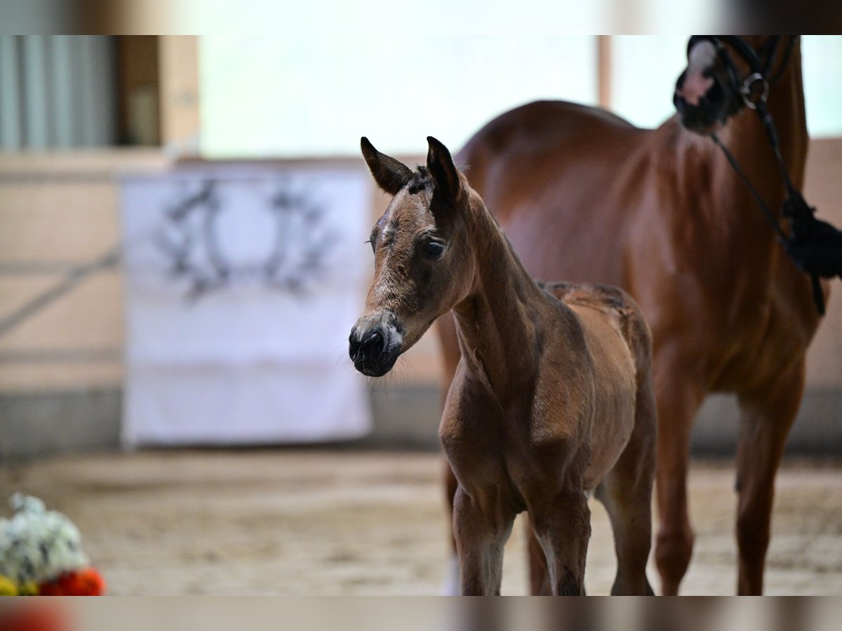 Trakehner Giumenta 1 Anno Baio in Heidekrug