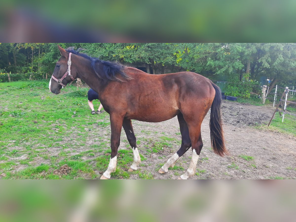 Trakehner Giumenta 1 Anno Baio nero in Otterndorf