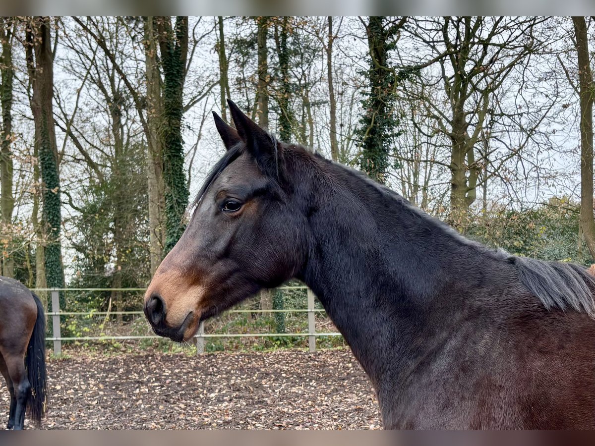 Trakehner Giumenta 1 Anno Baio scuro in Bad Zwischenahn