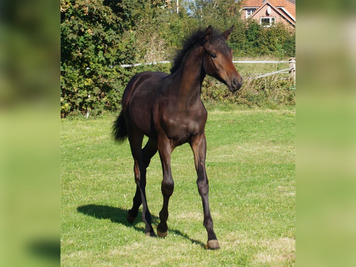 Trakehner Giumenta 1 Anno Baio scuro in Holzbunge