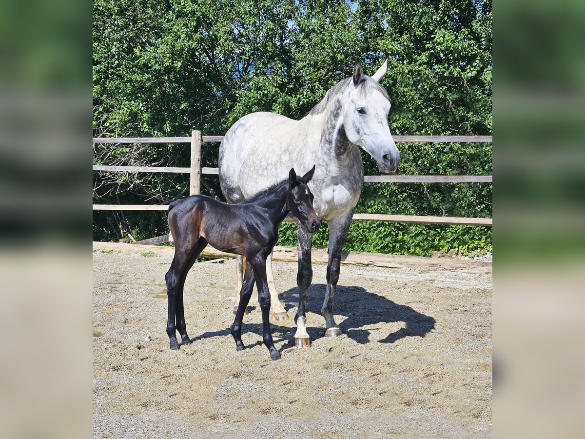 Trakehner Giumenta 1 Anno Può diventare grigio in Passail