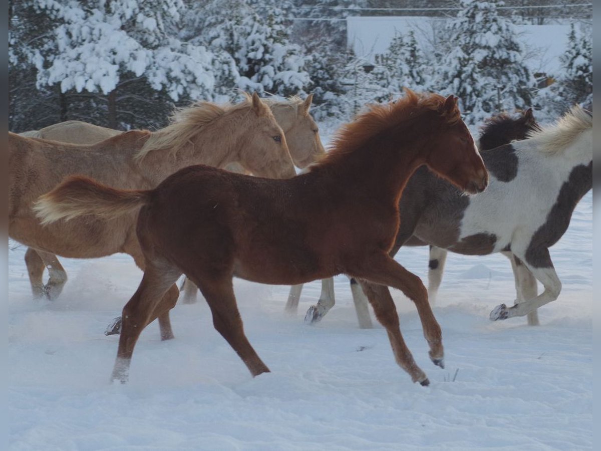 Trakehner Giumenta 1 Anno Sauro in Ruila