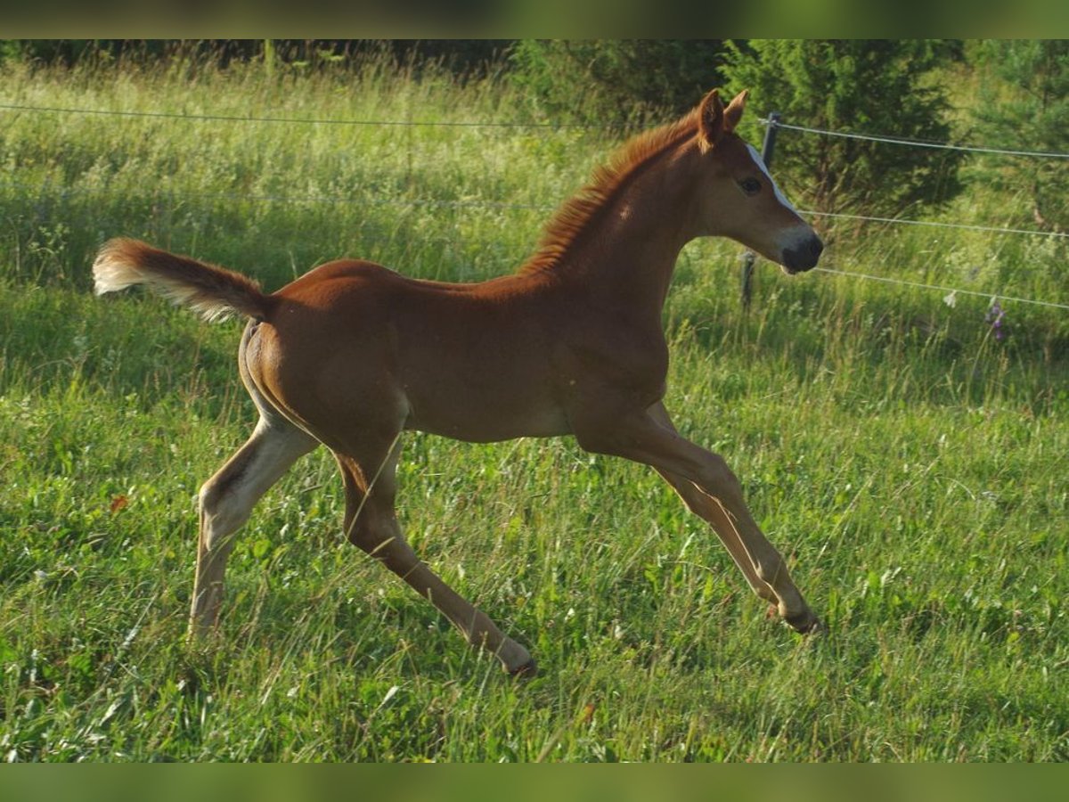 Trakehner Giumenta 1 Anno Sauro in Ruila