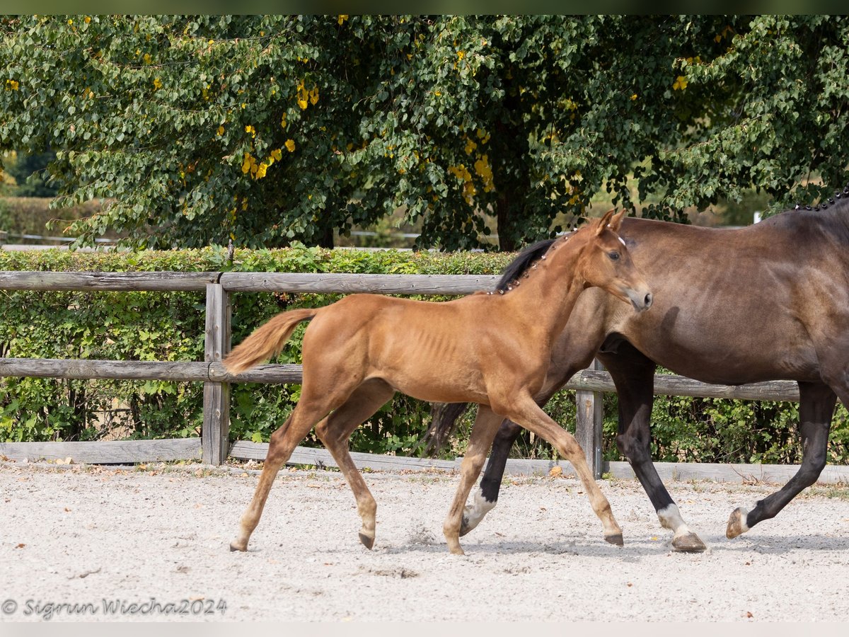 Trakehner Giumenta 1 Anno Sauro scuro in Seeligstadt