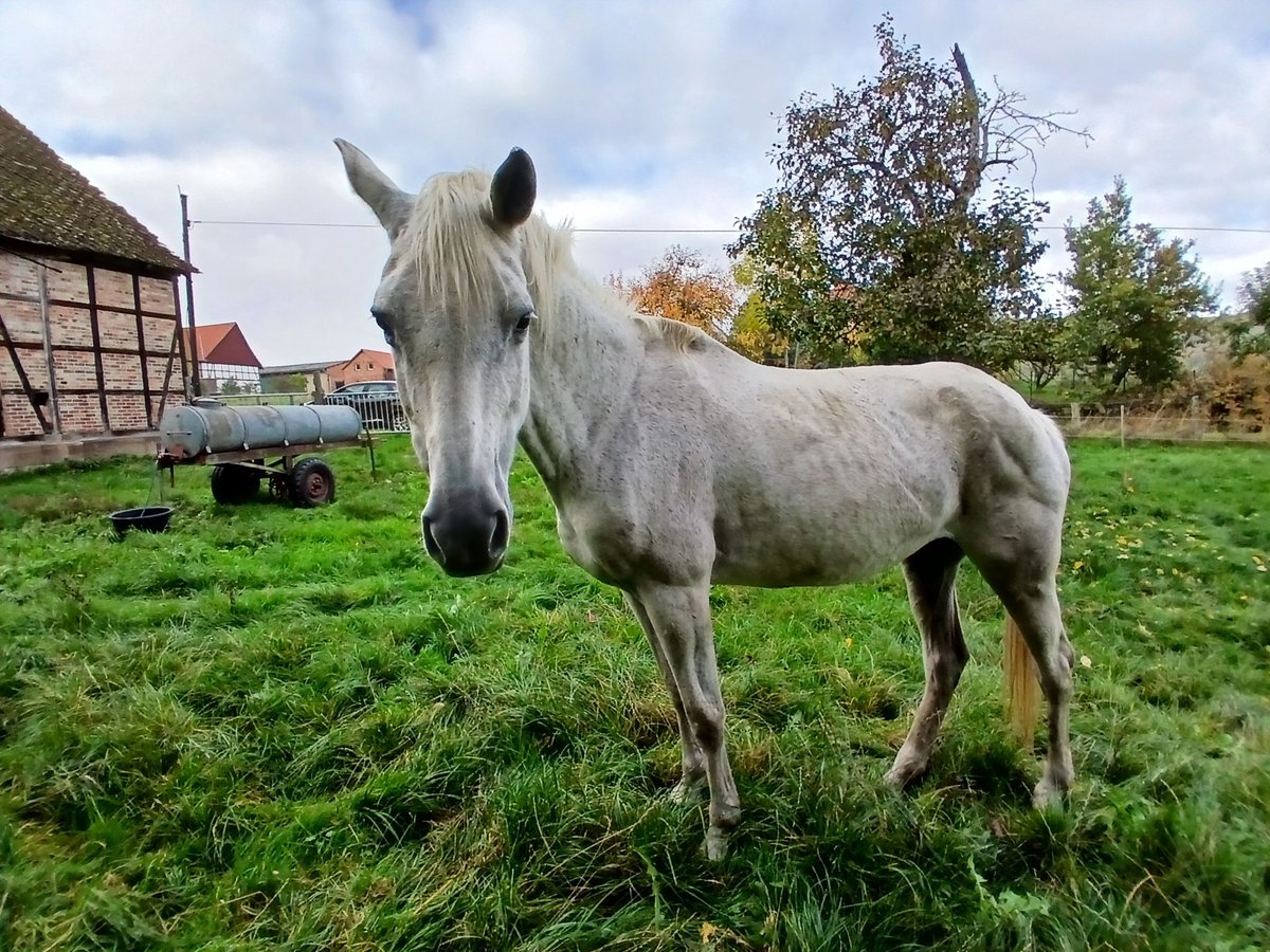 Trakehner Giumenta 22 Anni 162 cm Grigio trotinato in Moringen