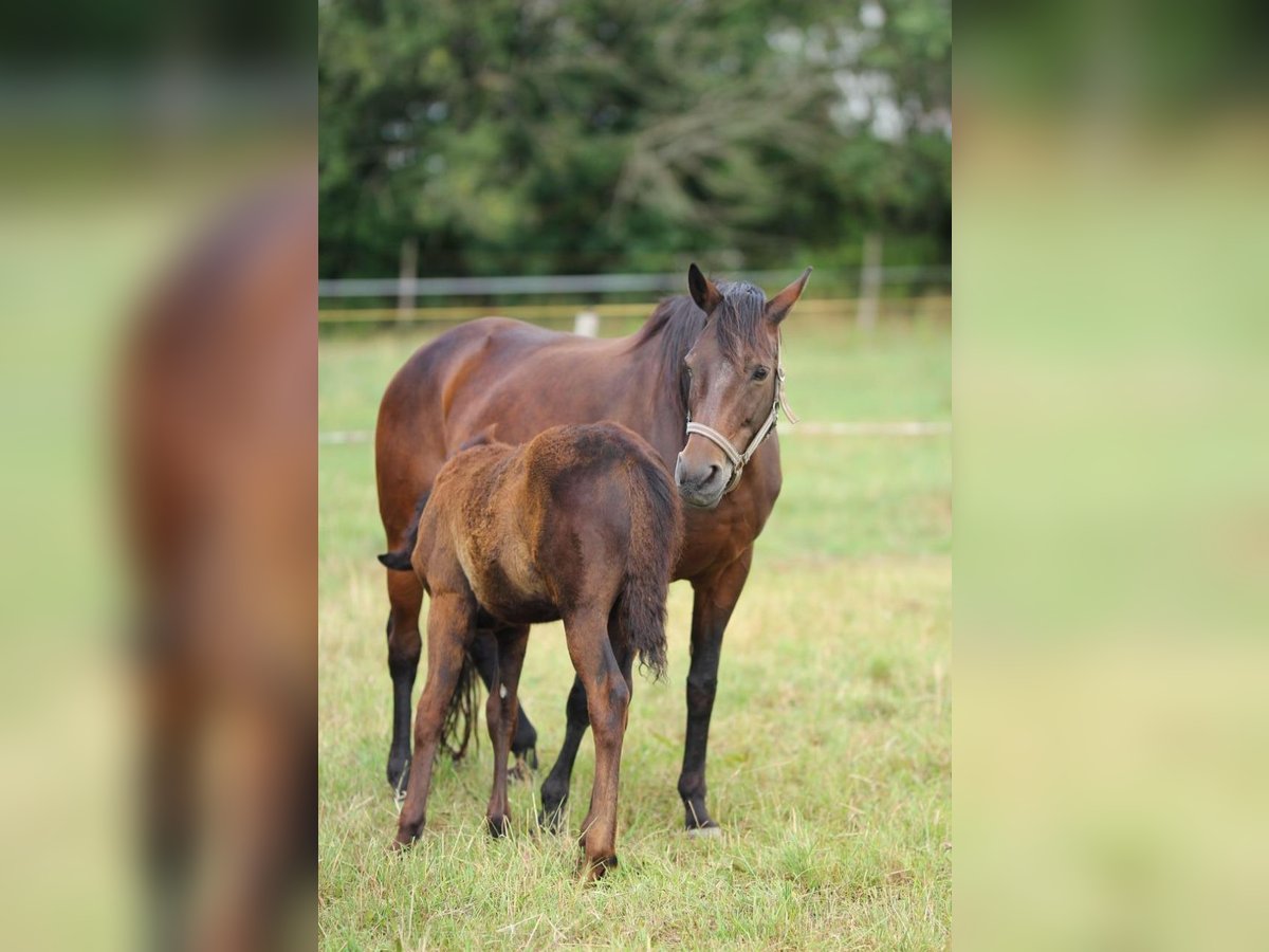 Trakehner Giumenta 22 Anni 163 cm Baio in Scheibenberg