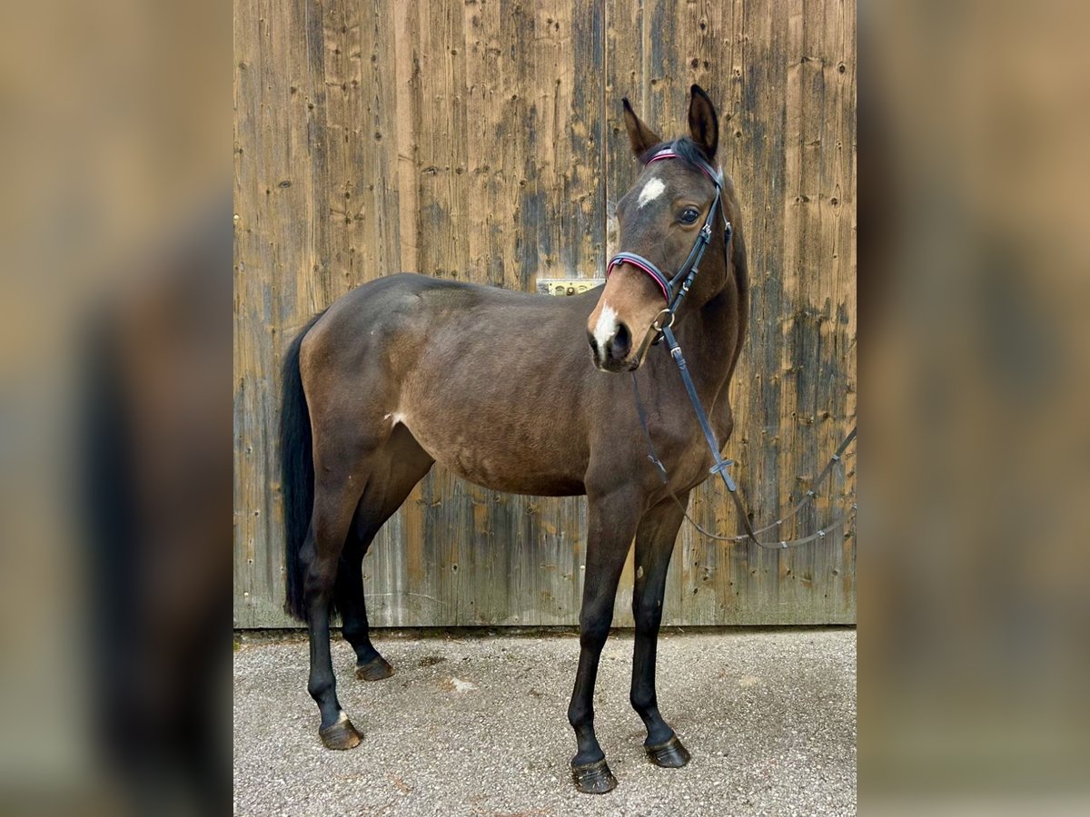 Trakehner Giumenta 2 Anni 147 cm Baio in Pelmberg