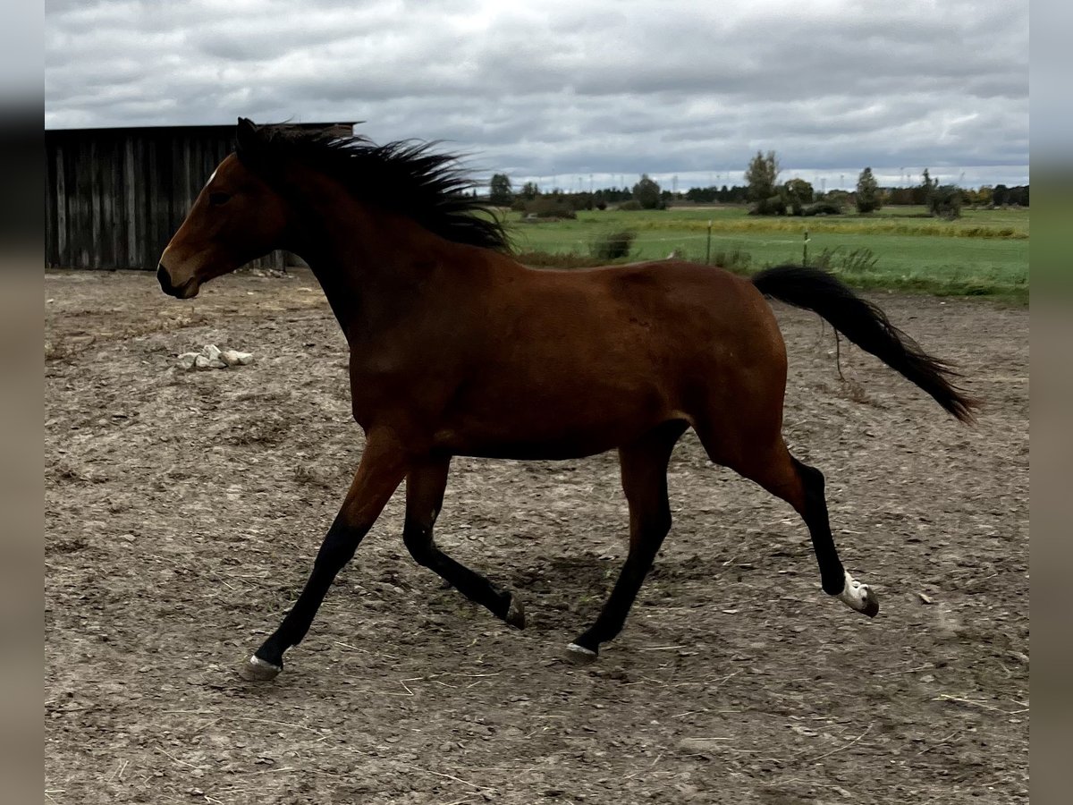 Trakehner Giumenta 2 Anni 163 cm Baio in Päwesin