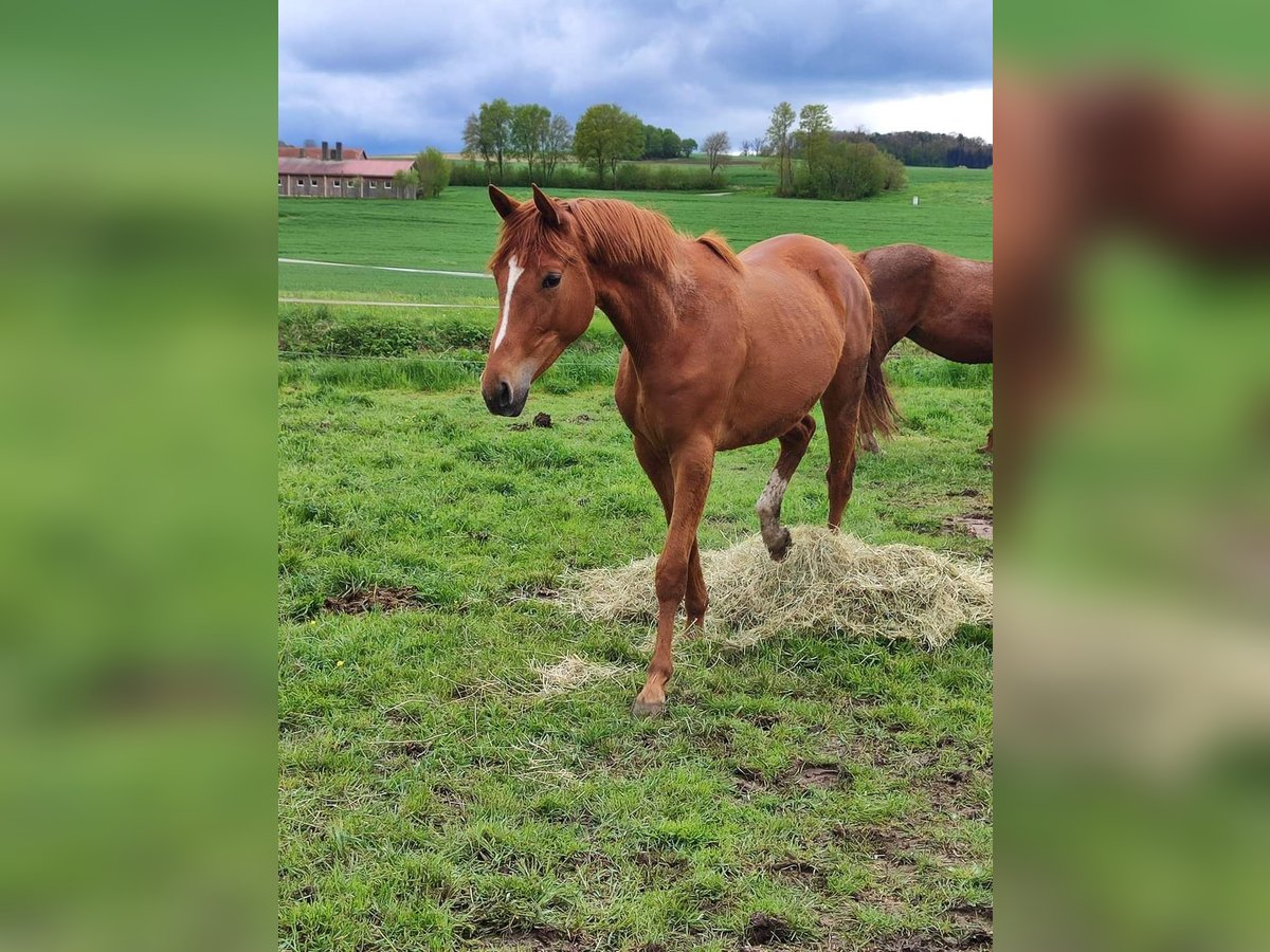 Trakehner Giumenta 2 Anni 165 cm Sauro in Donauwörth