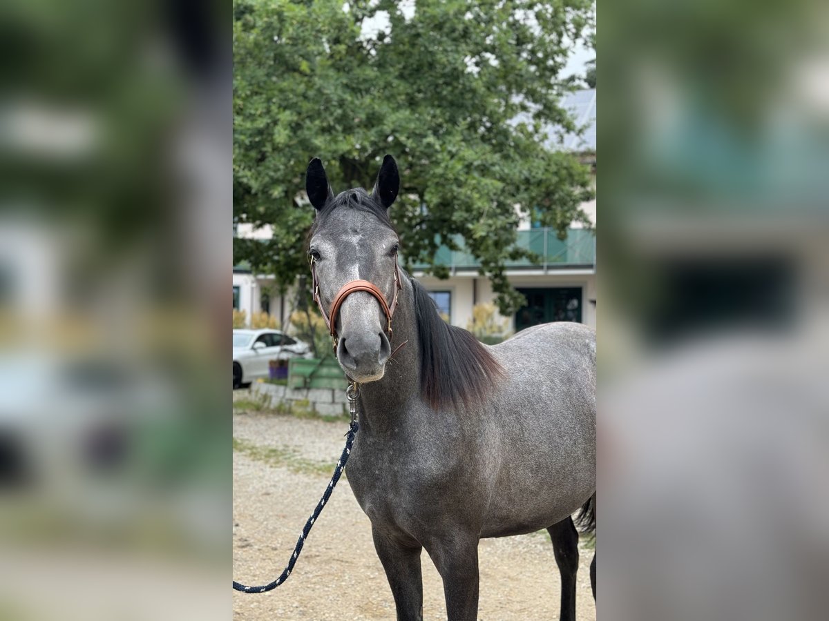 Trakehner Giumenta 2 Anni 167 cm Grigio ferro in Rohrbach