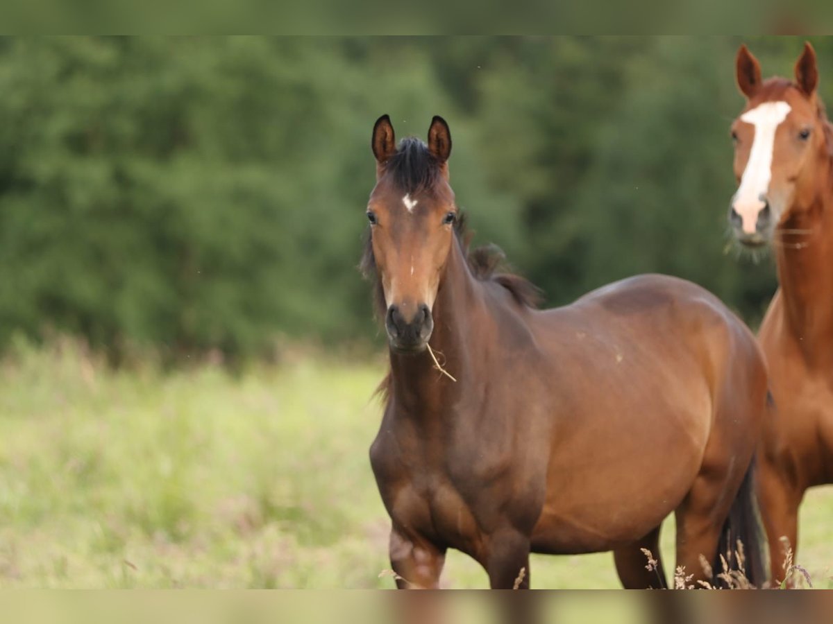 Trakehner Giumenta 2 Anni 168 cm Baio in Nümbrecht