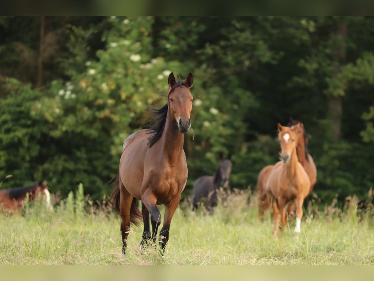 Trakehner Giumenta 2 Anni 168 cm Baio scuro in Nümbrecht