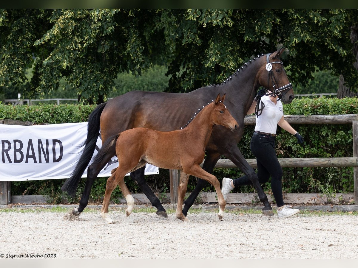 Trakehner Giumenta 2 Anni Baio in Leipzig