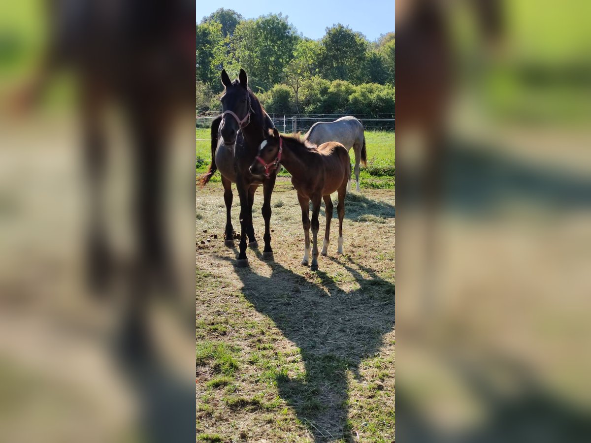 Trakehner Giumenta 2 Anni Baio in Reutlingen