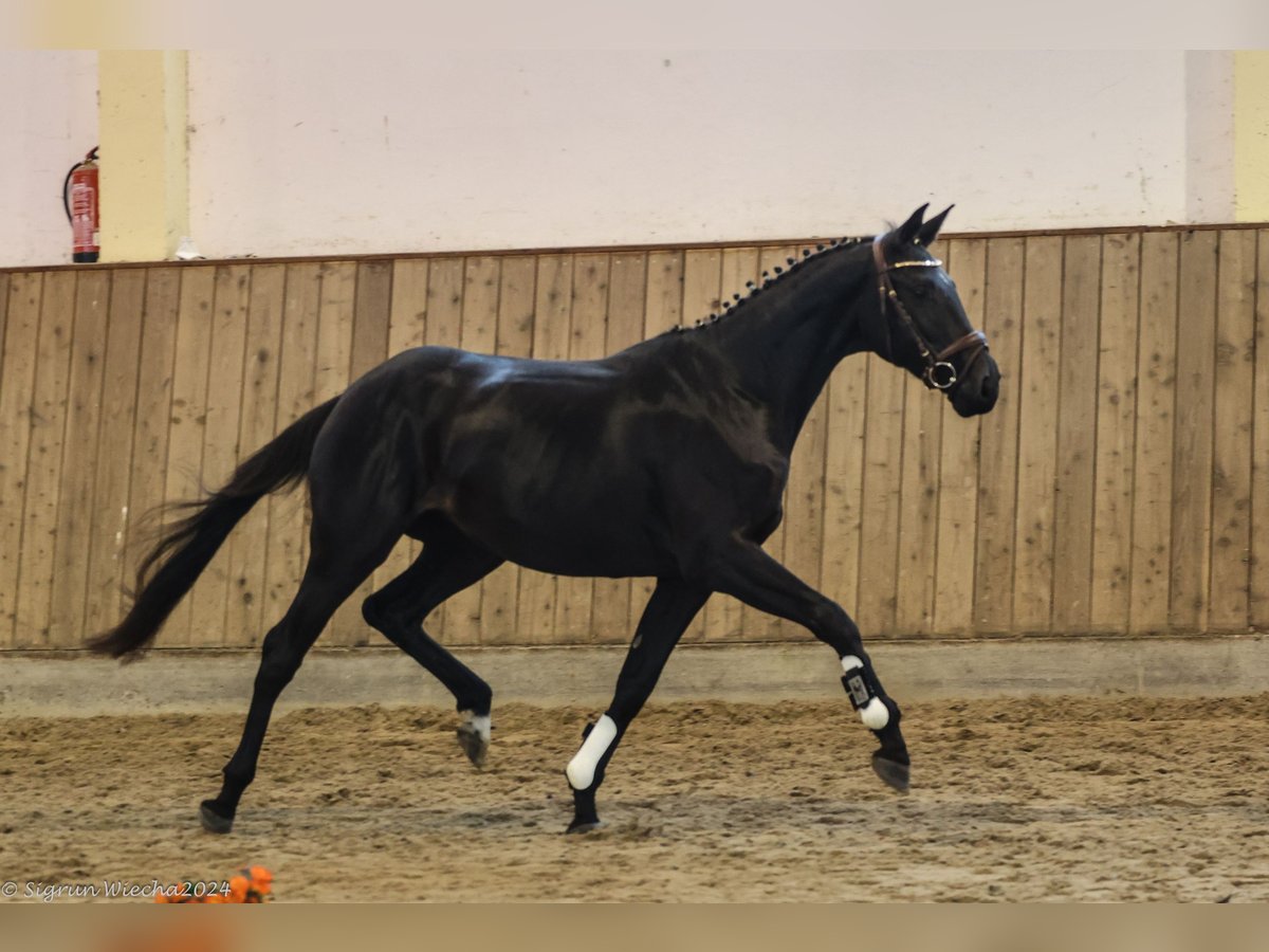 Trakehner Giumenta 2 Anni Baio nero in Warlitz