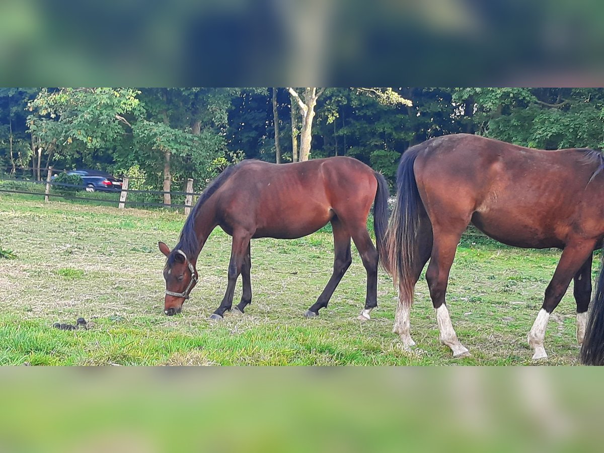 Trakehner Giumenta 2 Anni Baio scuro in Otterndorf