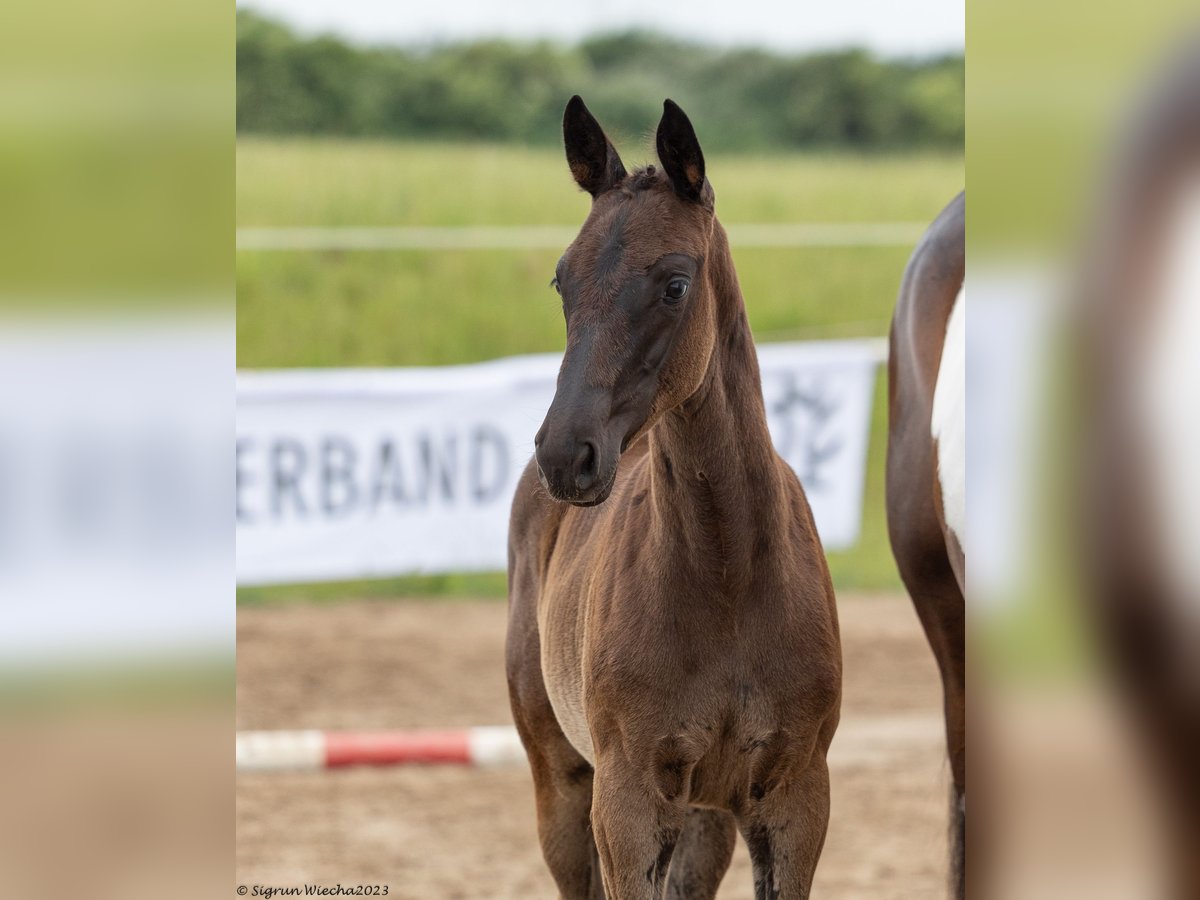 Trakehner Giumenta 2 Anni Morello in Marlow