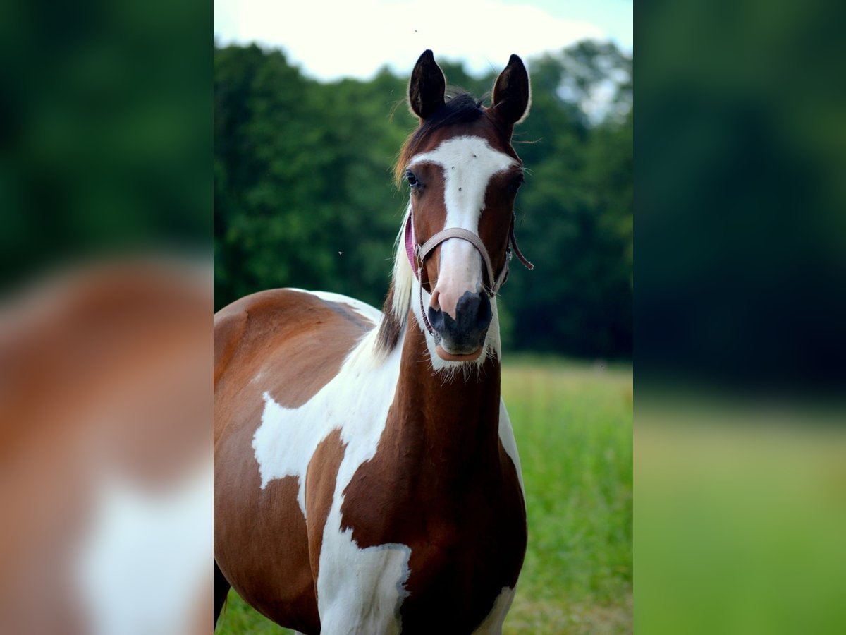 Trakehner Giumenta 2 Anni Pezzato in Bismark