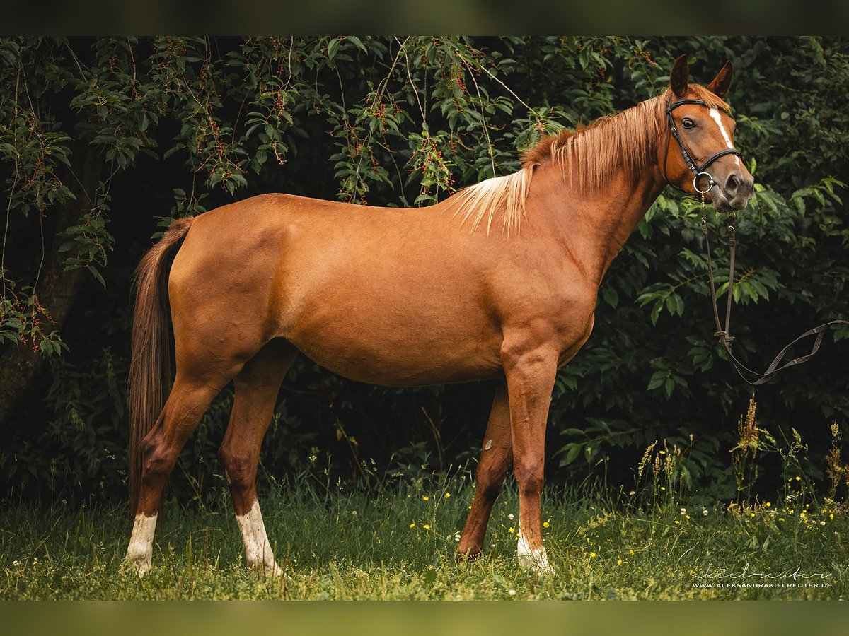 Trakehner Giumenta 3 Anni 160 cm Sauro in Wandlitz