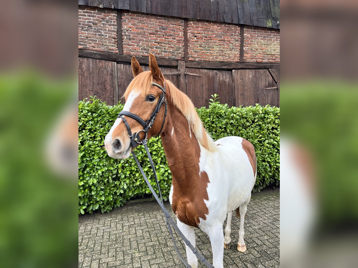 Trakehner Giumenta 3 Anni 161 cm Pezzato in Borken