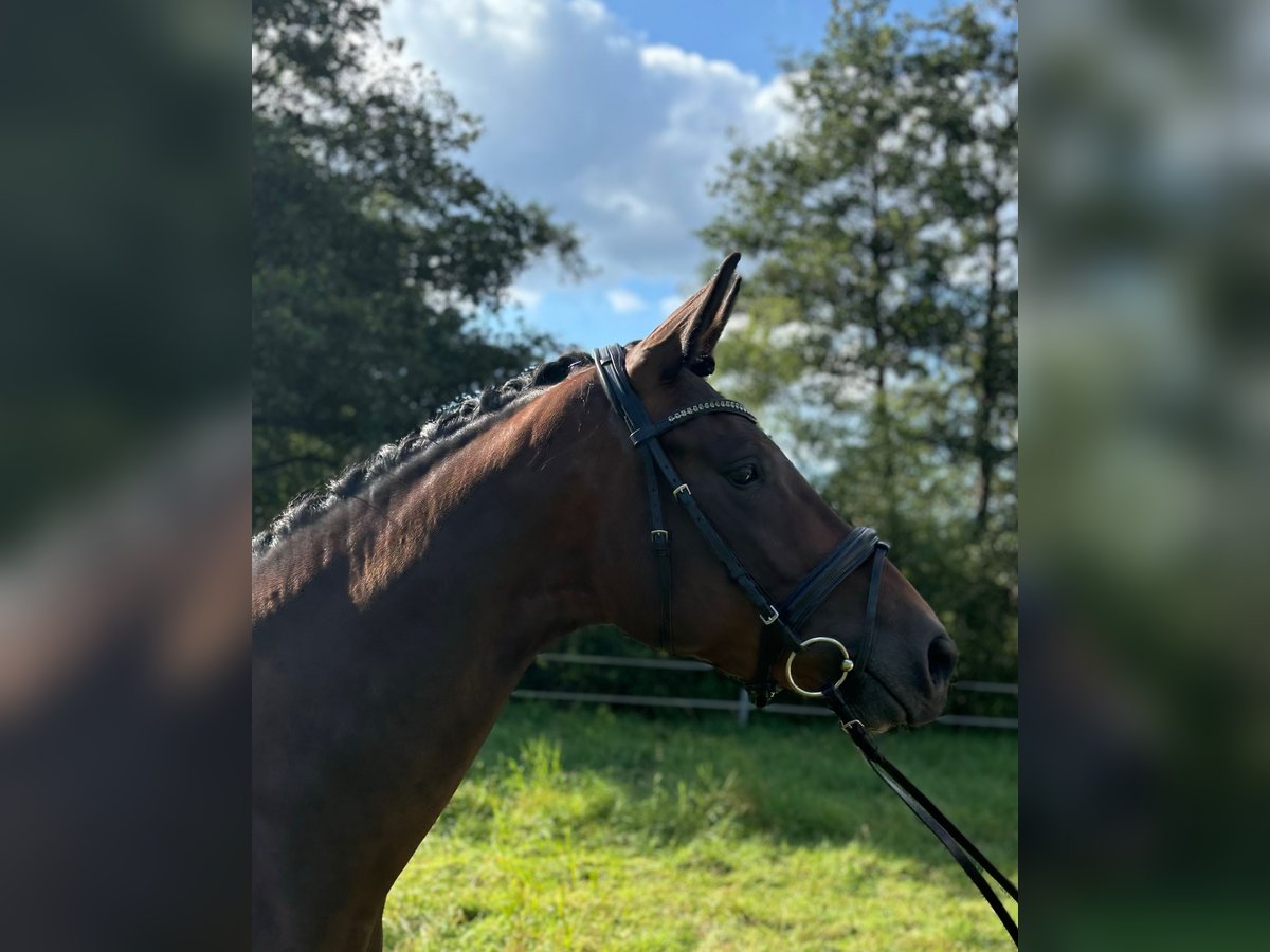 Trakehner Giumenta 3 Anni 163 cm Baio in Schlangen